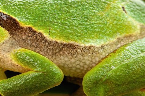  Ếch Đương (A Type of Frog) with Its Striking Skin Patterns: A Masterful Disguise!