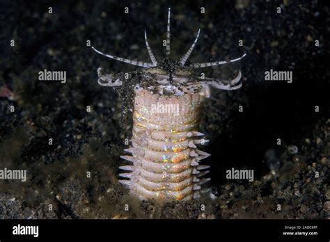  Eunice Aphroditois:  A Burrowing Beauty With Tentacles That Can Taste Its Prey!