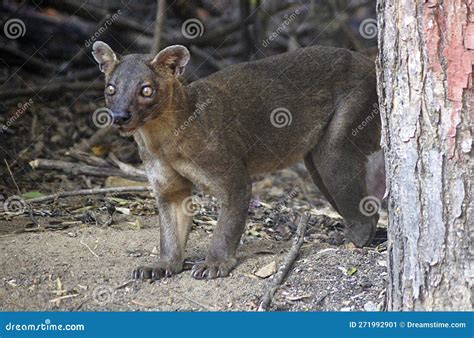  Fossa! This Nocturnal Hunter Roams the Forests of Madagascar Like a Tiny Spotted Tiger