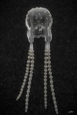  Irukandji Jellyfish: A Tiny Terror Lurking in Tropical Waters!