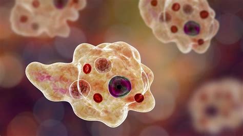  Naegleria: Uncovering the Secrets of a Tiny Brain-Eating Amoeba!