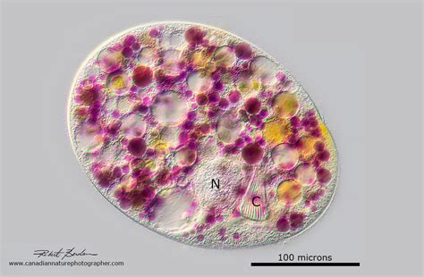  Nassula! A Ciliate That Feasts On Colorful Bacteria Like A Tiny Gourmet