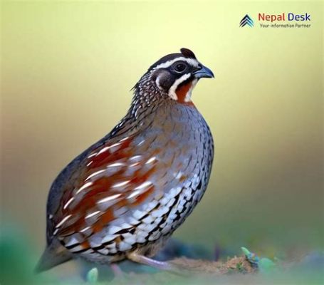  Quail: A Bird With Exquisite Plumage and Melodious Calls that Echo Through Dense Woodlands!