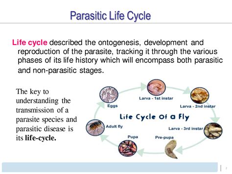  Zygophylloides!  A Parasite With A Surprisingly Complex Life Cycle That Leaves You Wondering About the Wonders of Nature