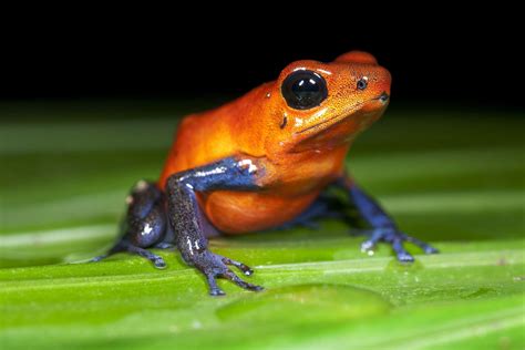  Dendrobates – Những Chiếc Ếch Sặc Sỡ Mang Trên Mình Tín Hiệu Độc Hại Cực Nguy Hiểm!