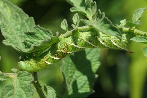  Hormworm!  Uncover the Hidden World of This Silken Wanderer and Its Fascinating Metamorphosis