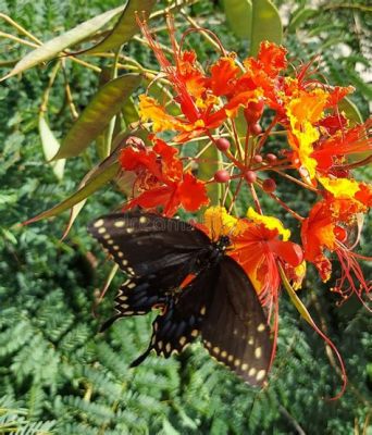  Icarus Swallowtail! A Majestic Butterfly With Wings Like Stained Glass Windows Unveiling Nature’s Artistic Prowess