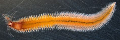  Ocean-Dwelling Bristle Worm:  A Master of Burrow Construction and Regenerative Abilities!