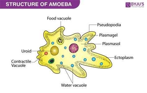  Vannella  - A Tiny Amoeba That Dances on its Pseudopods